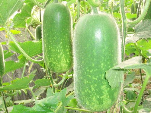 吃瓜网51官网版 51热门大瓜今日大瓜最新,51热门大瓜今日大瓜新鲜速递